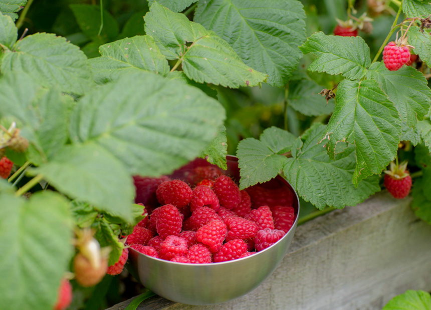 Our Raspberries - Sunny Ridge